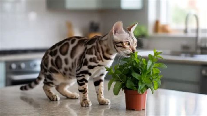 Are cats repelled by peppermint?
