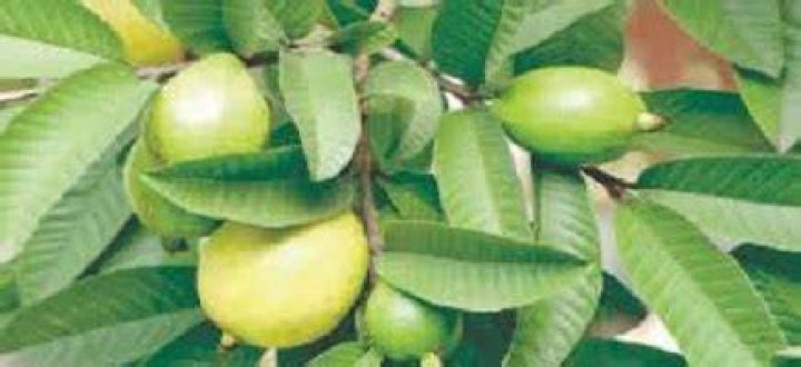Can guava leaves help to conceive twins?