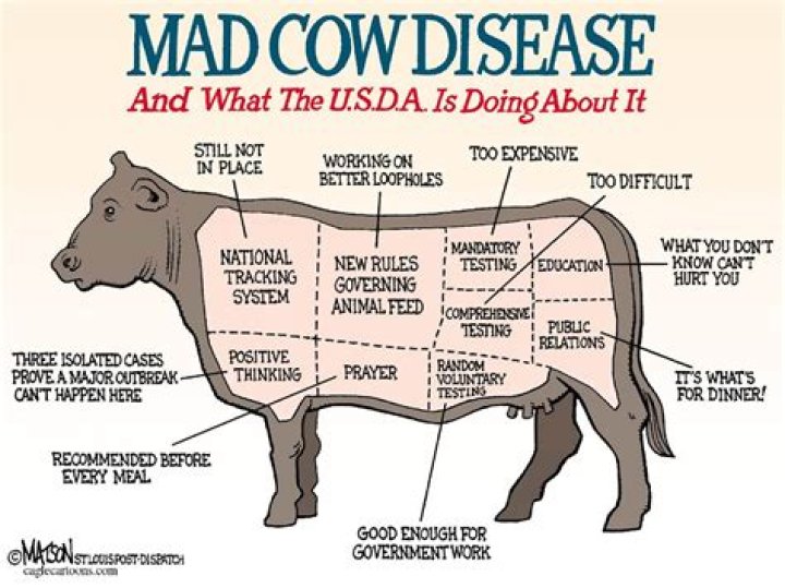Can you get mad cow disease from eating beef?