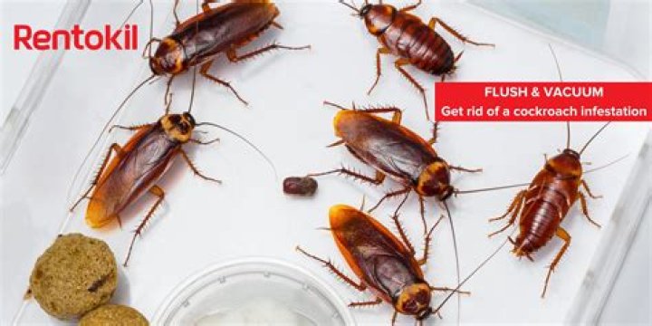 Can you vacuum cockroach eggs?