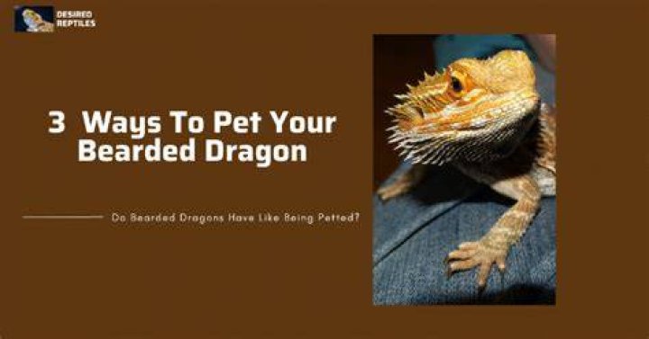 Do bearded dragons like being petted?