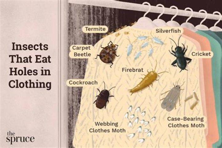 Do Bed Bugs cause holes in clothes?