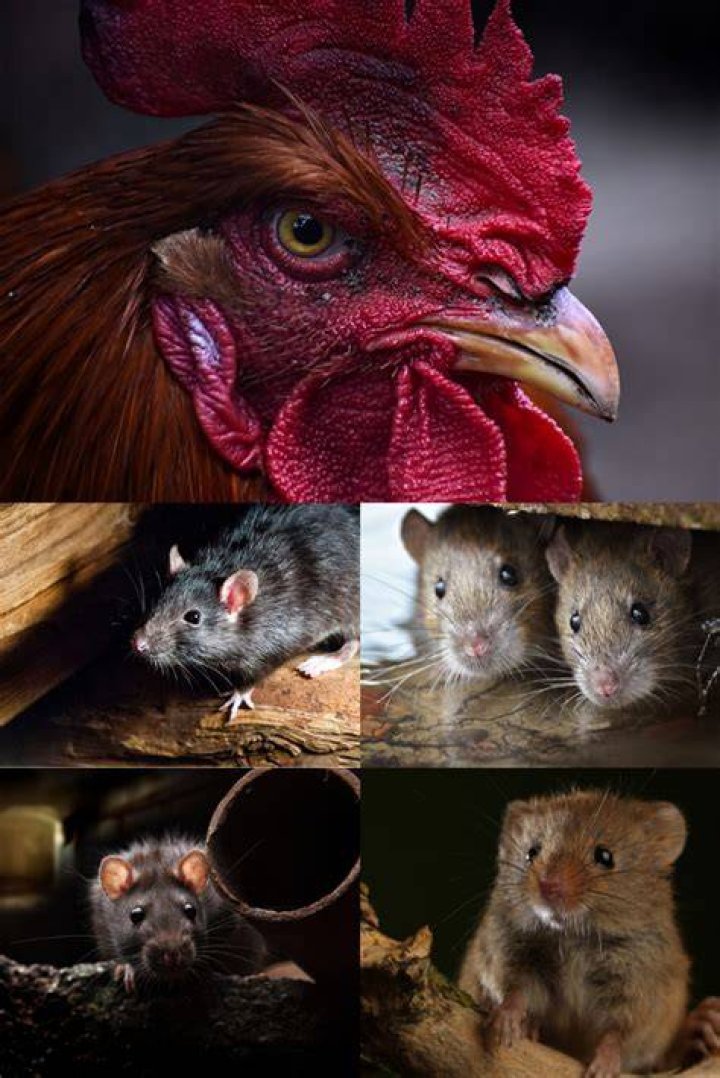 Do chickens encourage rats?