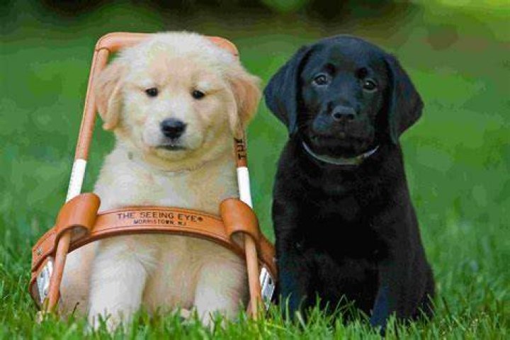 Do Seeing Eye dogs know their owners are blind?