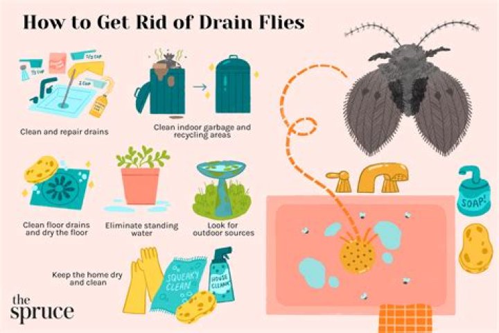 How do you get rid of drain worms?