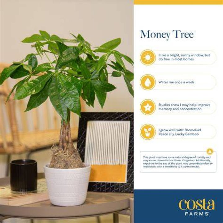 How long does a money plant live?