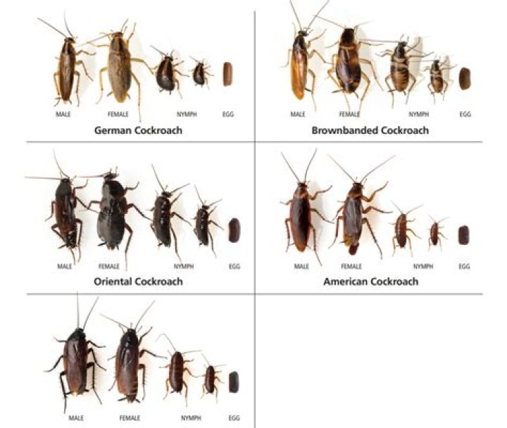 How long does a roach live?