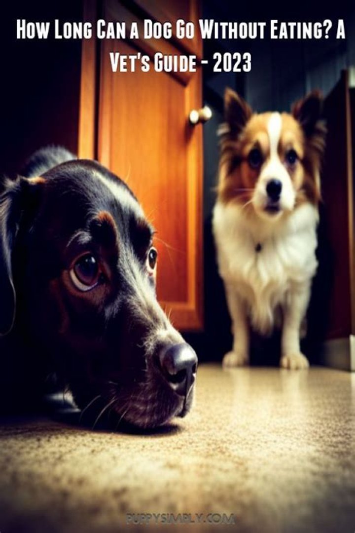 How long should a dog go between meals?