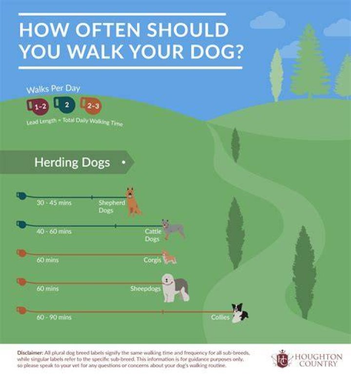 How often does a dog need to go out?