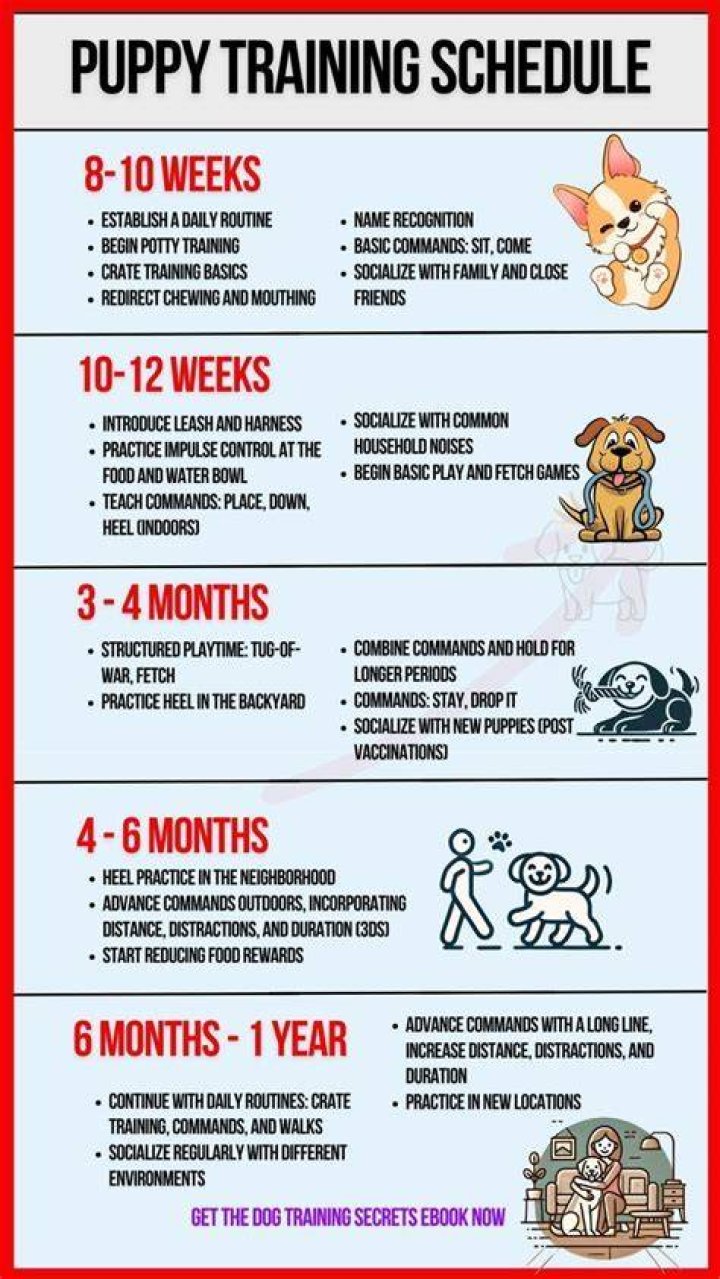 Is 4 months too late to train a puppy?