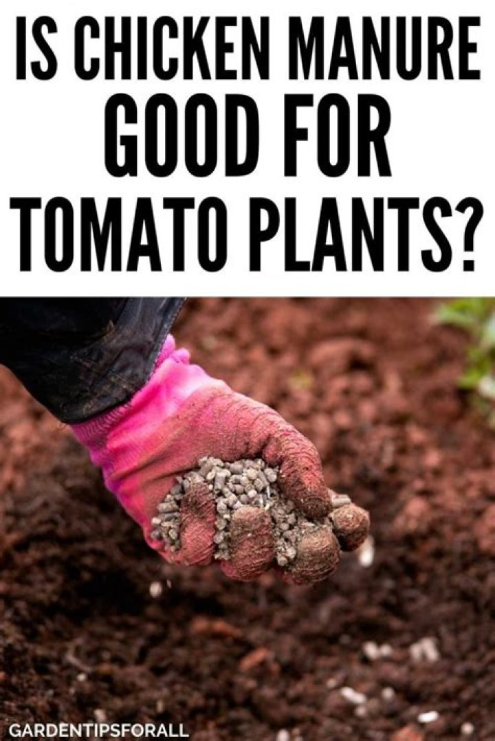 Is chicken manure good for tomatoes?