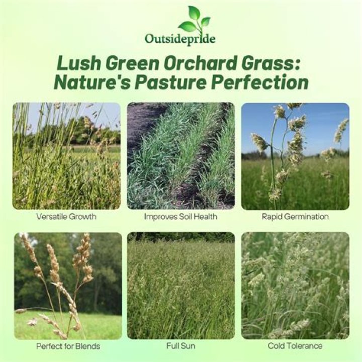 Is orchard grass hay good for cows?