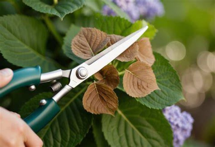 Should I cut off Brown hydrangea leaves?