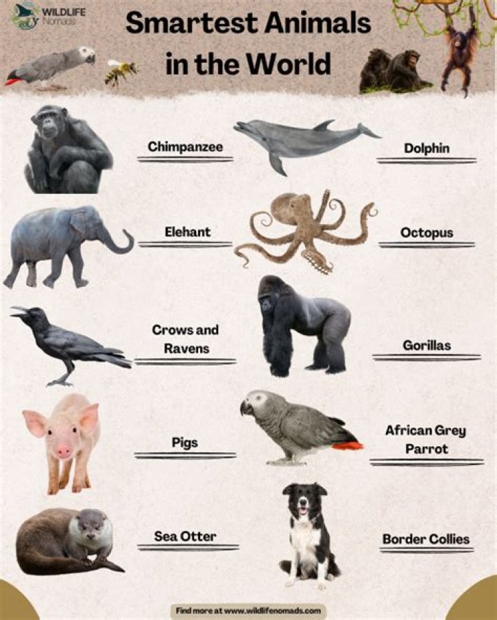 What's the smartest animal on the planet?