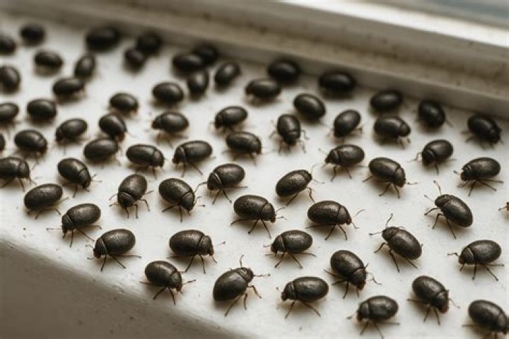 What are the tiny black bugs on my stove?