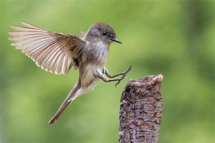 What bird means family?