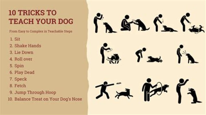 What cool things can I teach my dog?