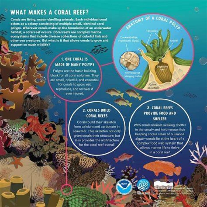 What do corals eat for kids?