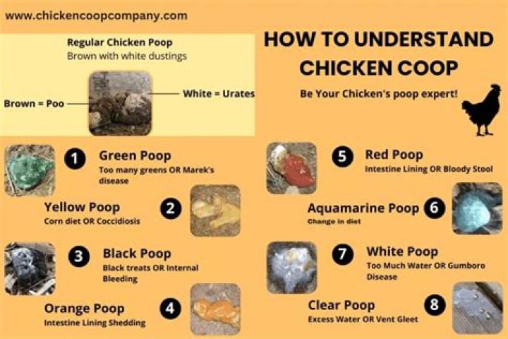 What do you do with chicken droppings?