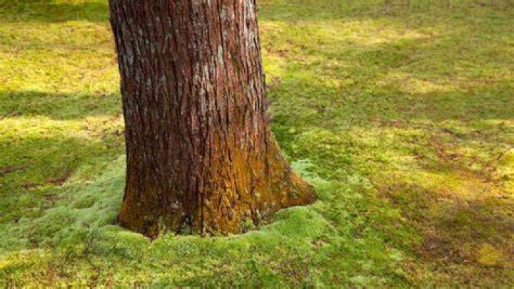 What does green moss on trees mean?