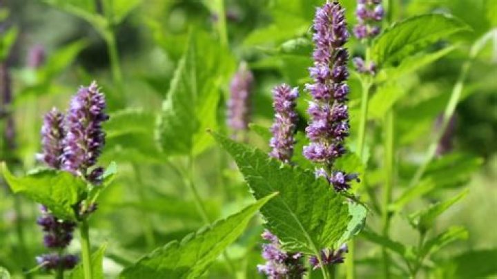 What does the name patchouli mean?