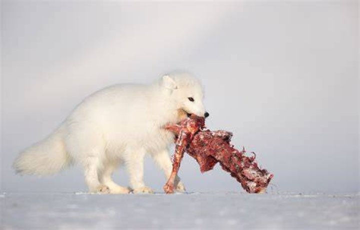 What eats arctic foxes?