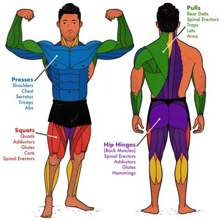 What exercise uses the most muscles?