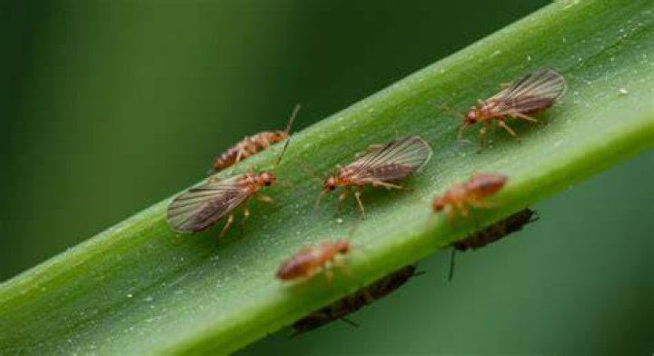 What insects does cinnamon attract?