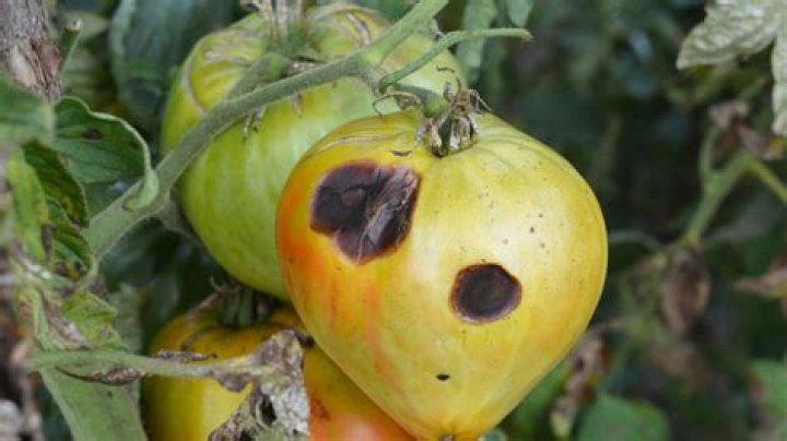 What is anthracnose fungus?