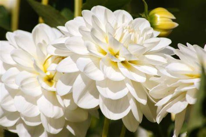 What is the most beautiful white flower in the world?