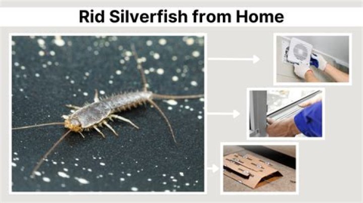 What kills silverfish in the house?