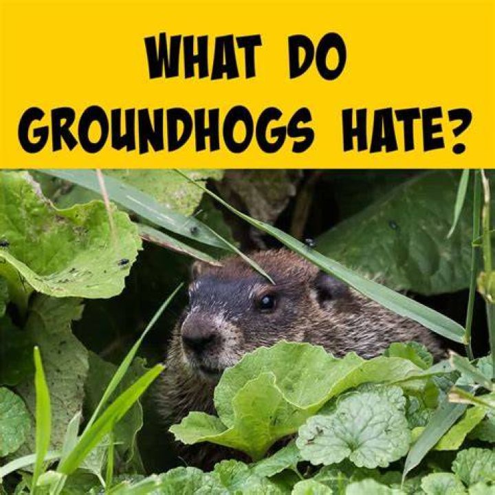 What smells do groundhogs hate?