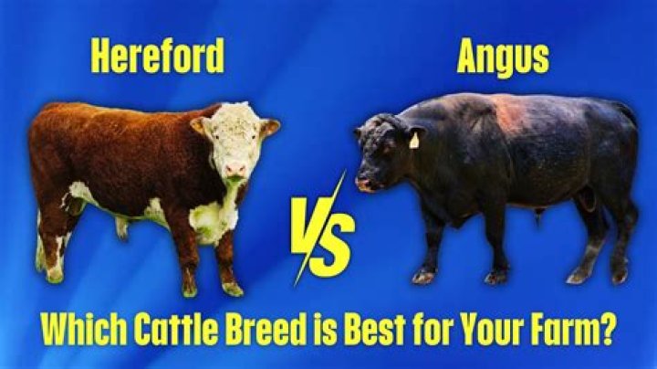 Which is better Hereford or Angus?