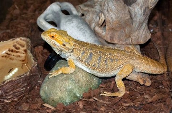 Why does my bearded dragon scratch the floor?