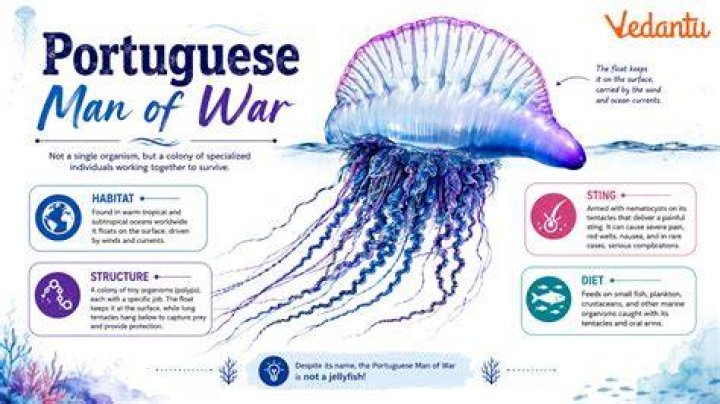 Why does Santiago hate the Portuguese Man of War?