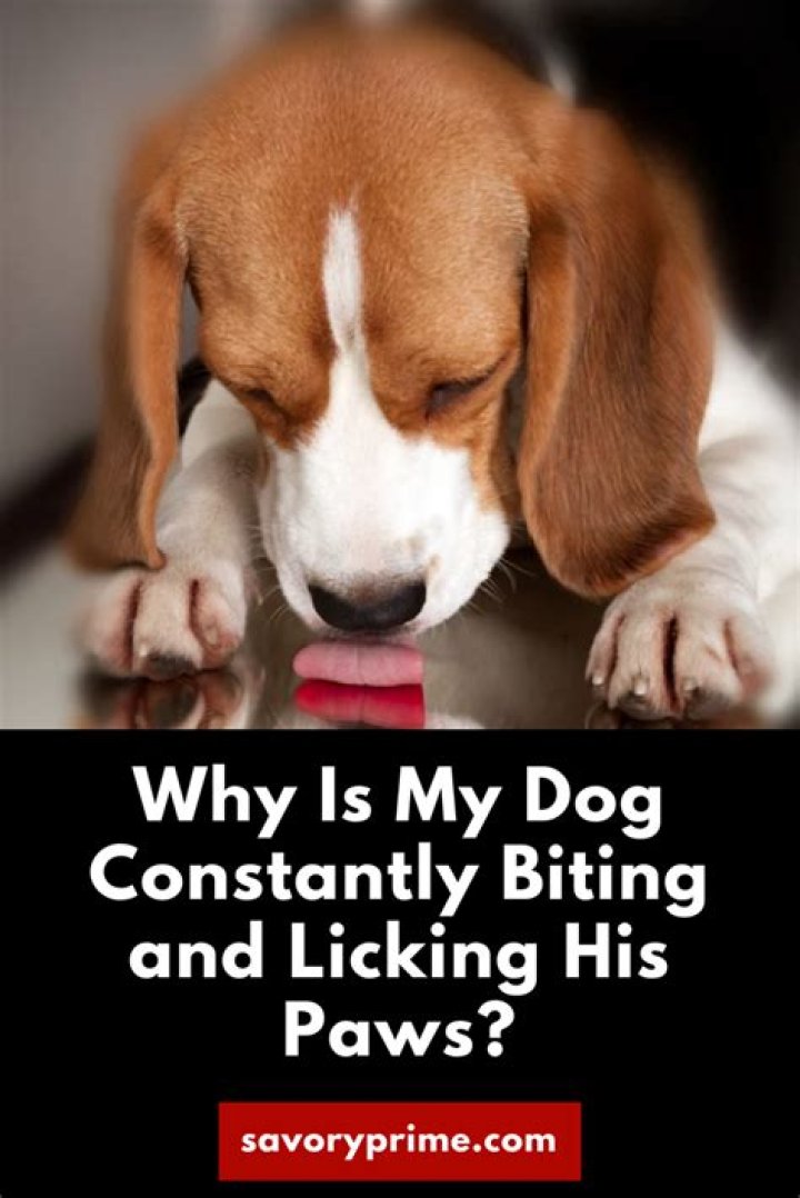Why is my puppy constantly biting me?